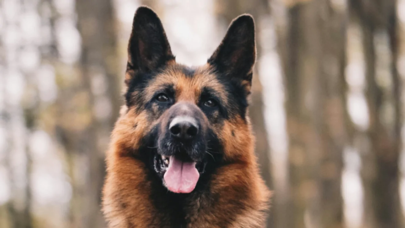 Help Secure a Service Dog for Better Health – Fundraiser Donation Help