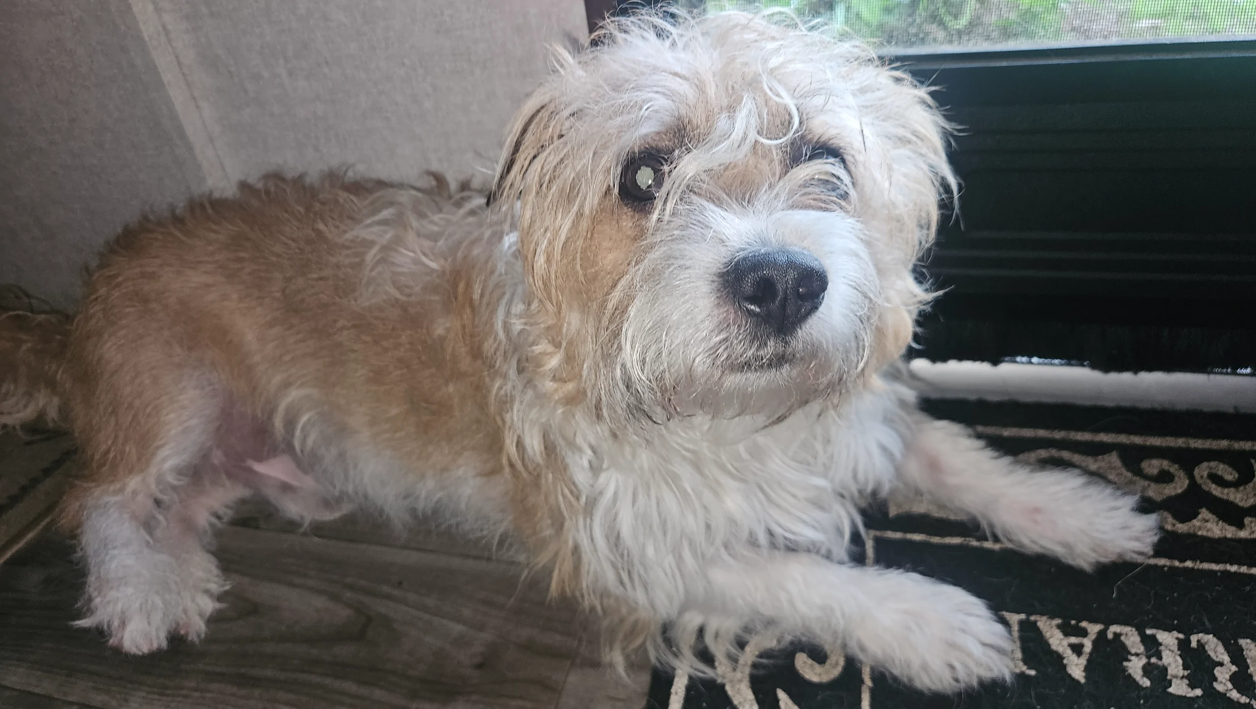 Save Scrappy: Urgent Medical Help Needed – GoFundMe Fundraiser gofundme Donation Help
