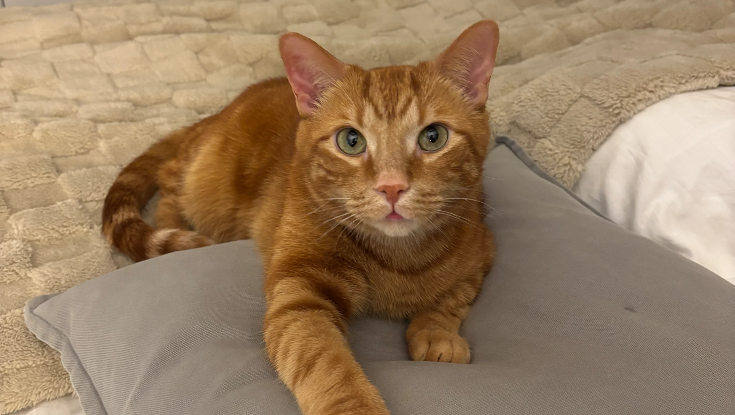 Henri needs lifesaving procedures – GoFundMe Fundraiser gofundme Donation Help